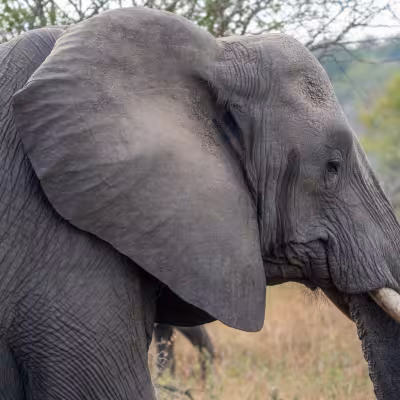 elephant profile in south africa 