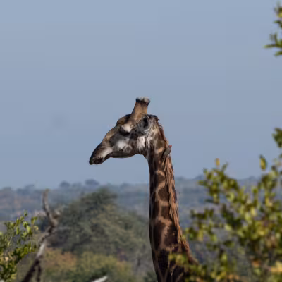giraffe in south africa on game drive with blue sky and bush