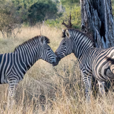 two zebra facing eachother in the bush in south africa