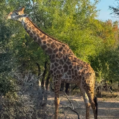 giraffe