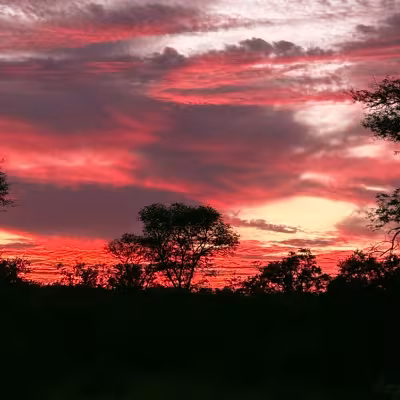 sunset in bush pink bright skies