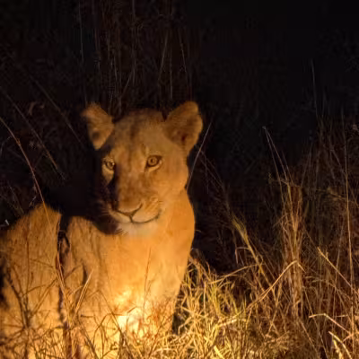 female lion at night 