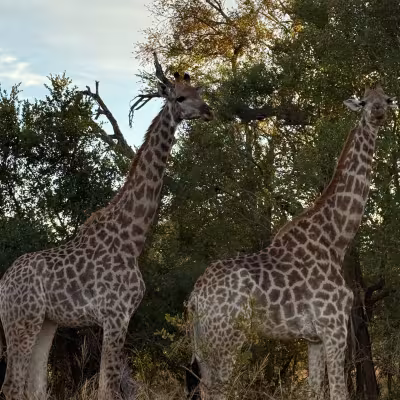 two giraffe eating trees