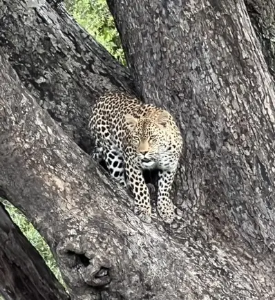 Cheetah South Africa
