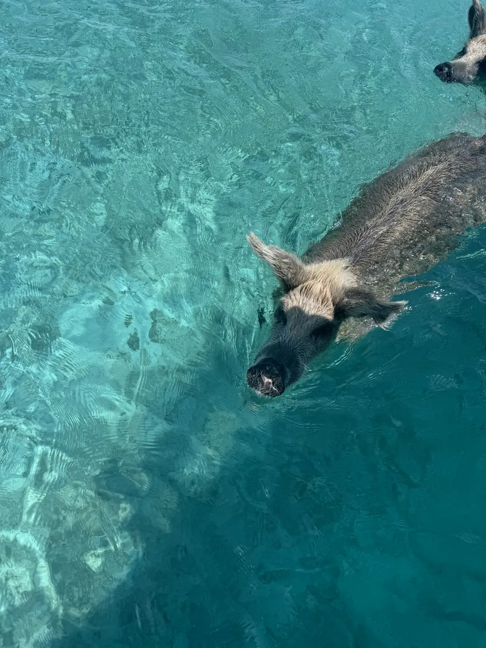 exumas bahama pig