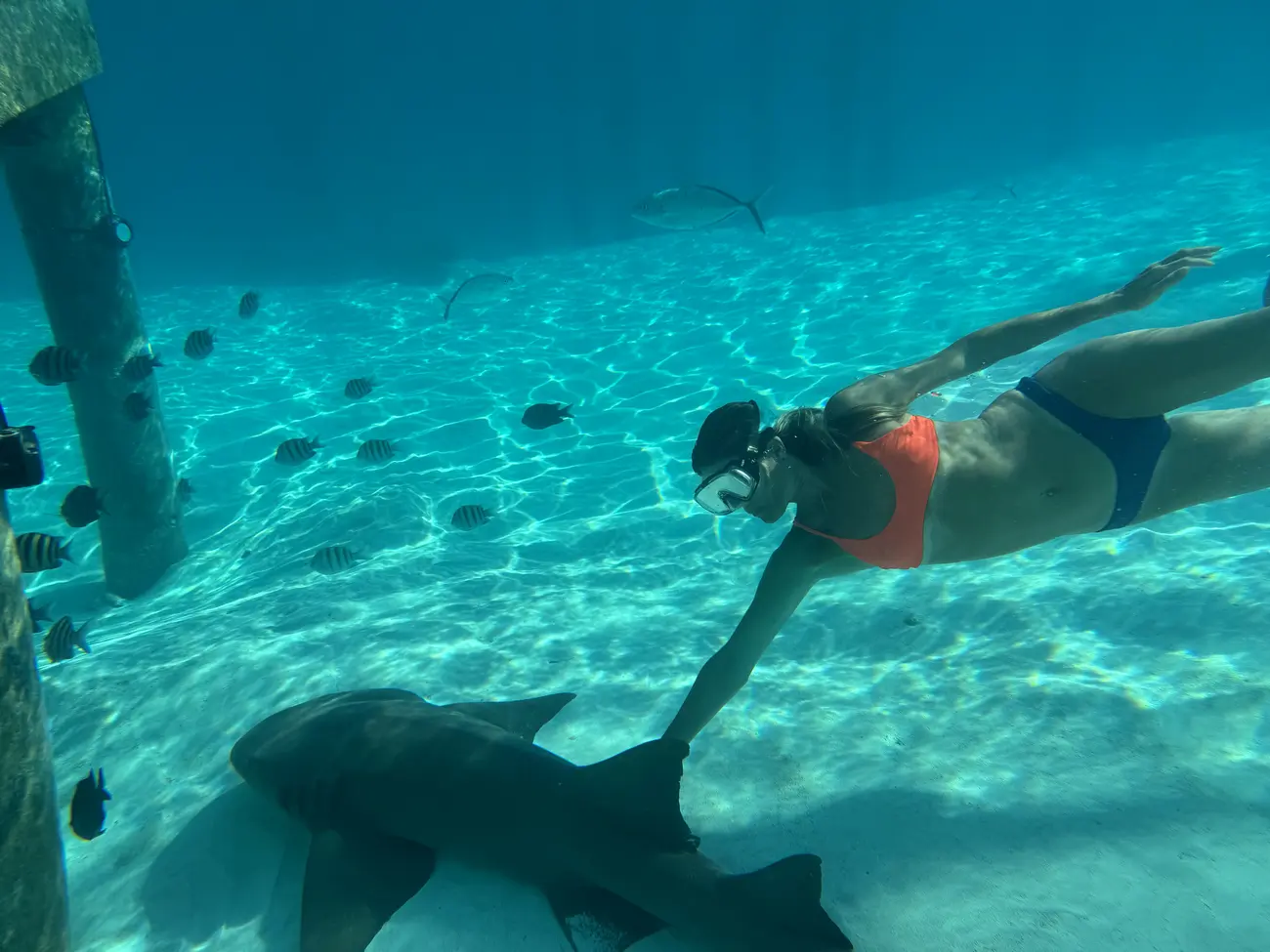 snorkeling exumas bahamas shark