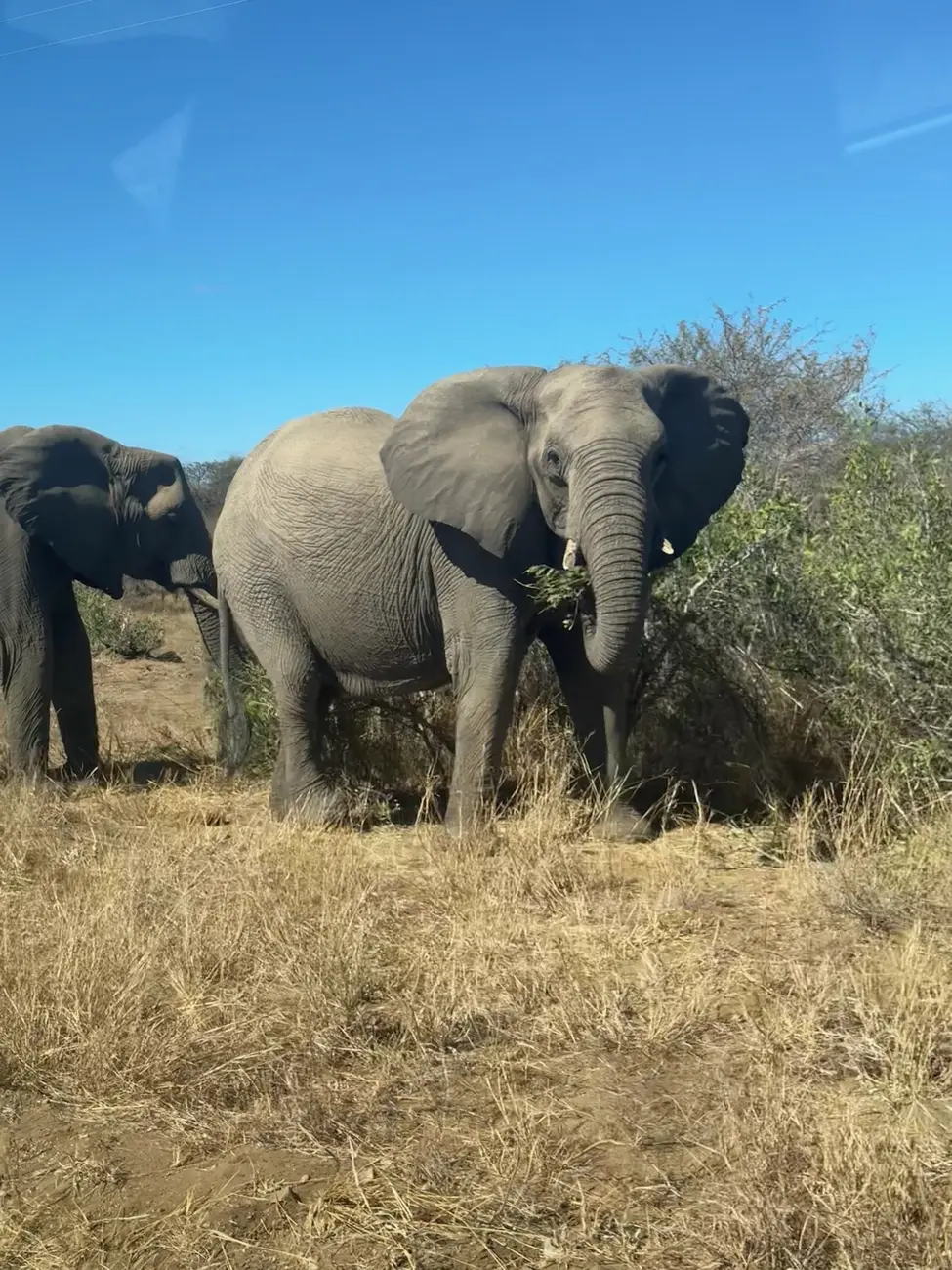 elephant south africa 