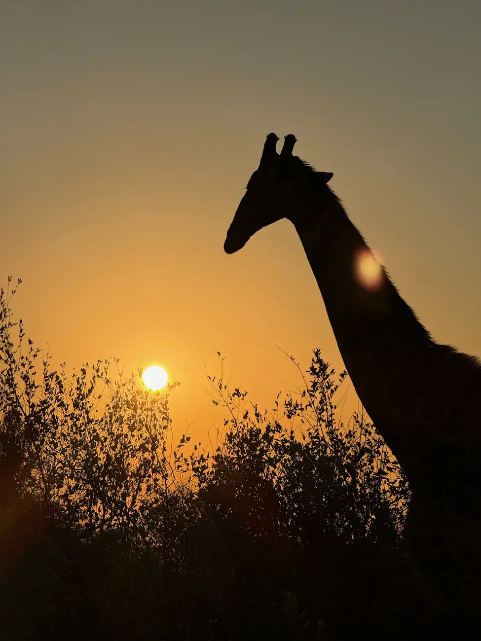 South Africa Giraffe Sunset 