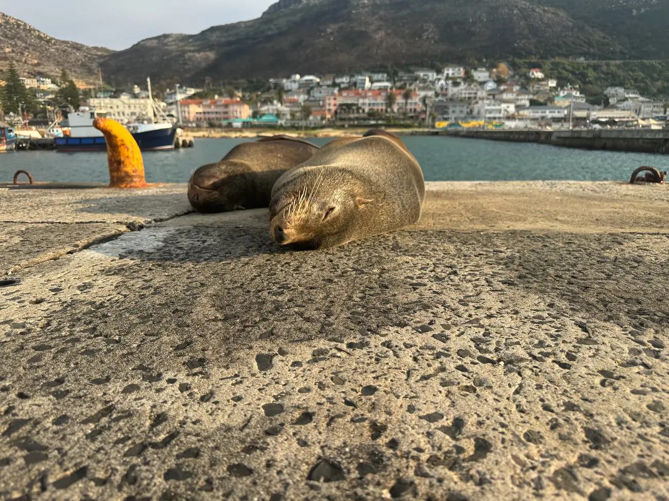 South Africa Sea Lion