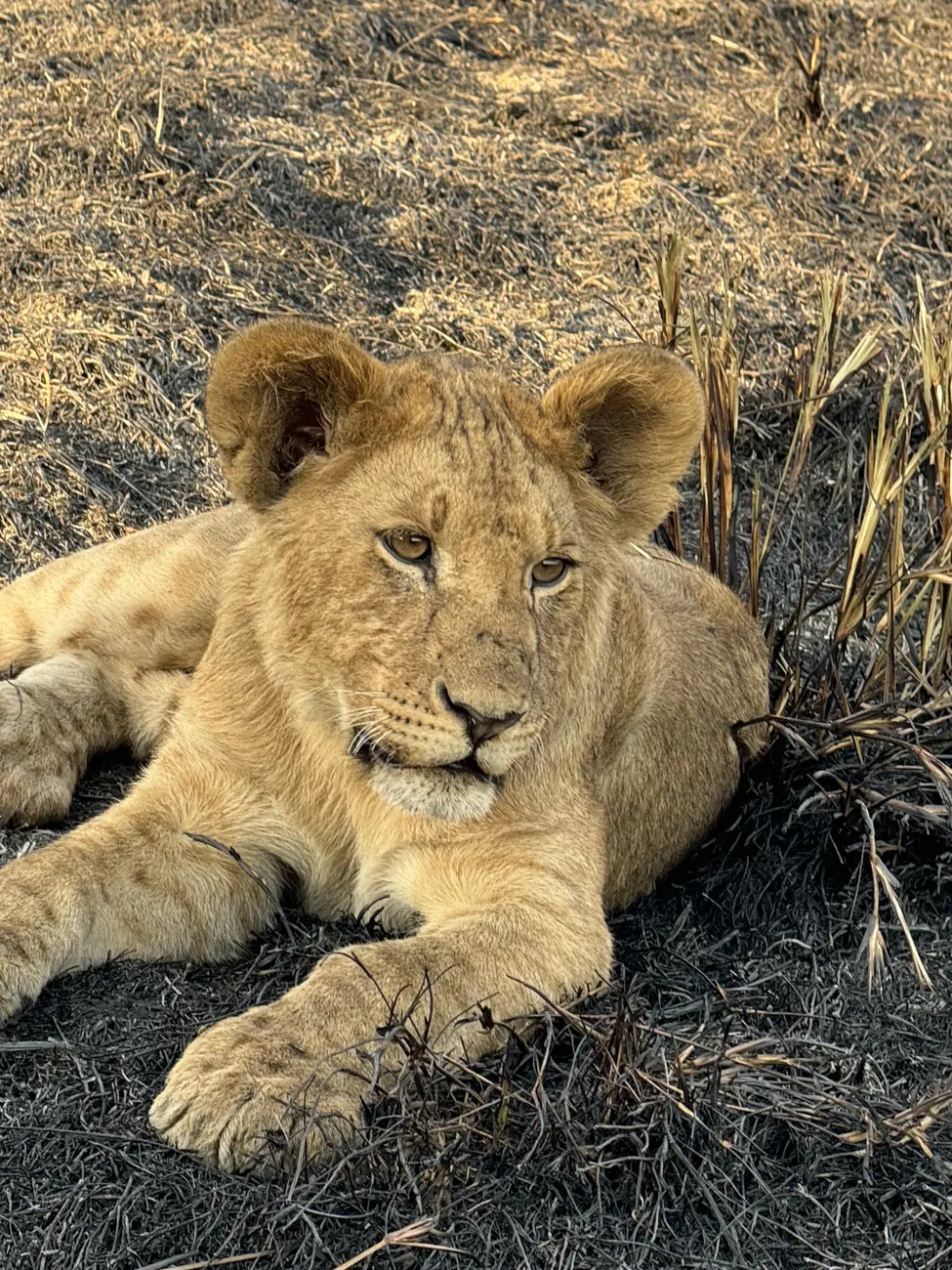 lion cub Rwanda & Tanzania 