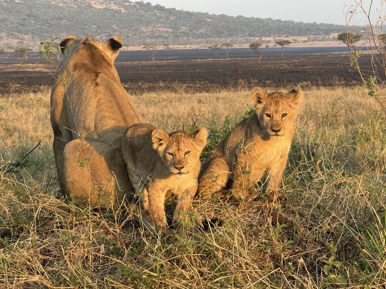 Lion Family  Rwanda & Tanzania 