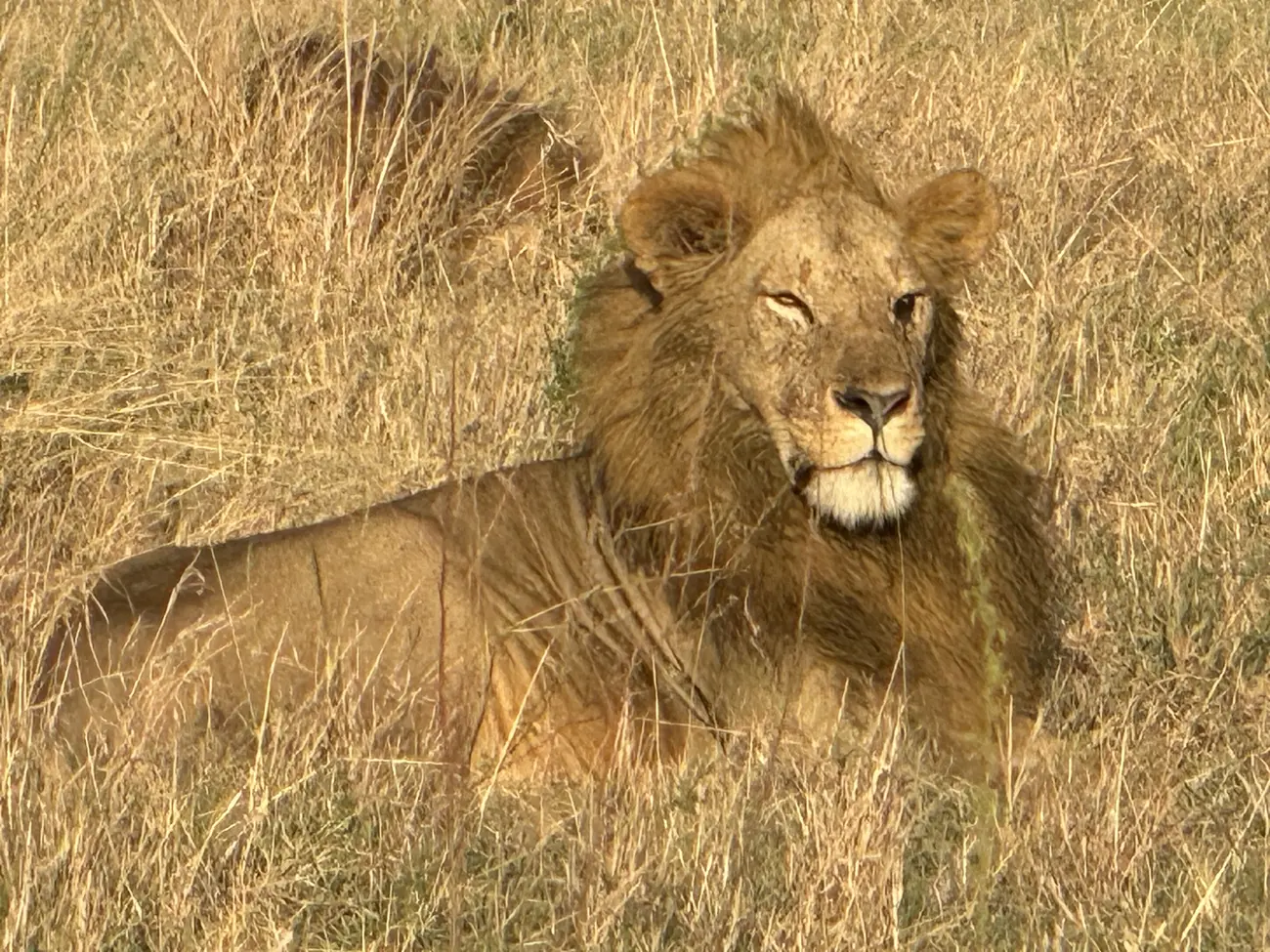 Lion  Rwanda & Tanzania 