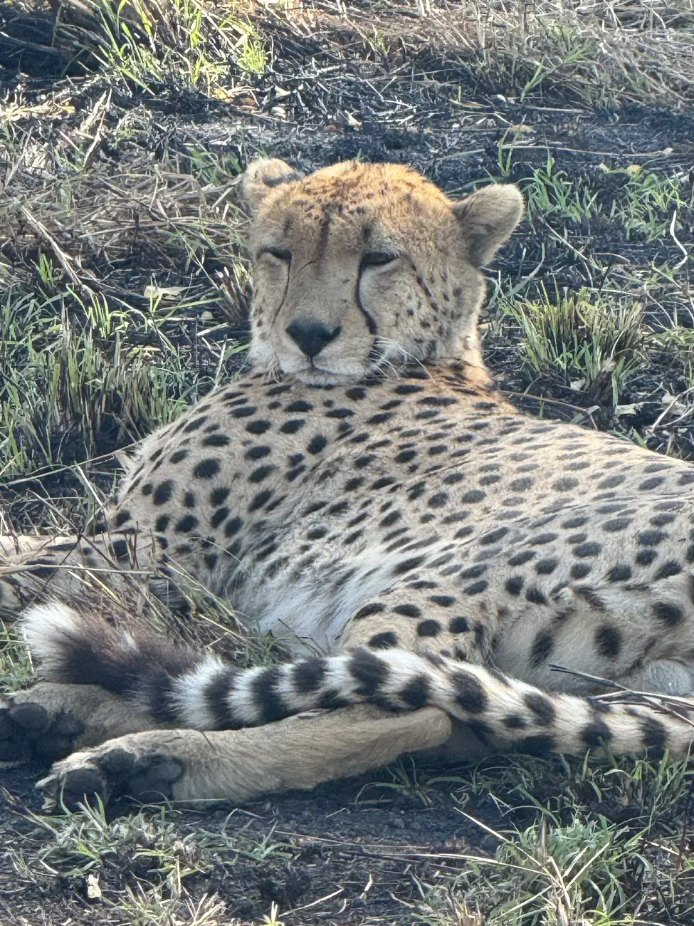 Cheetah  Rwanda & Tanzania 