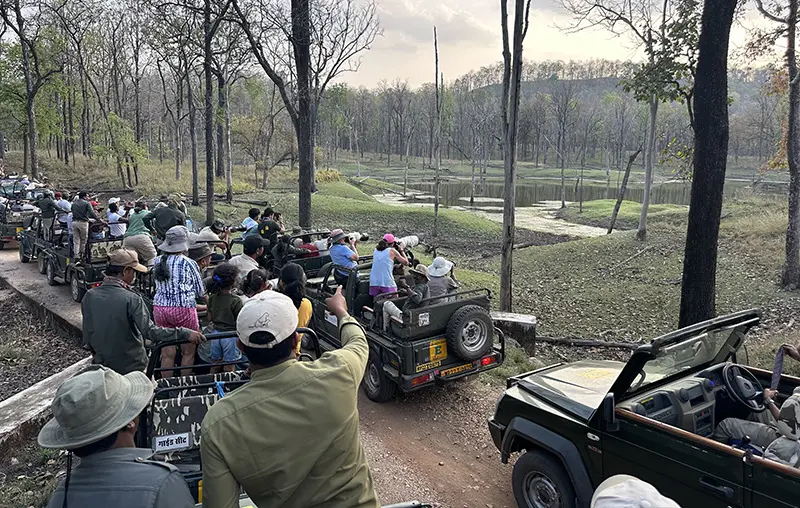 Tiger Safari India