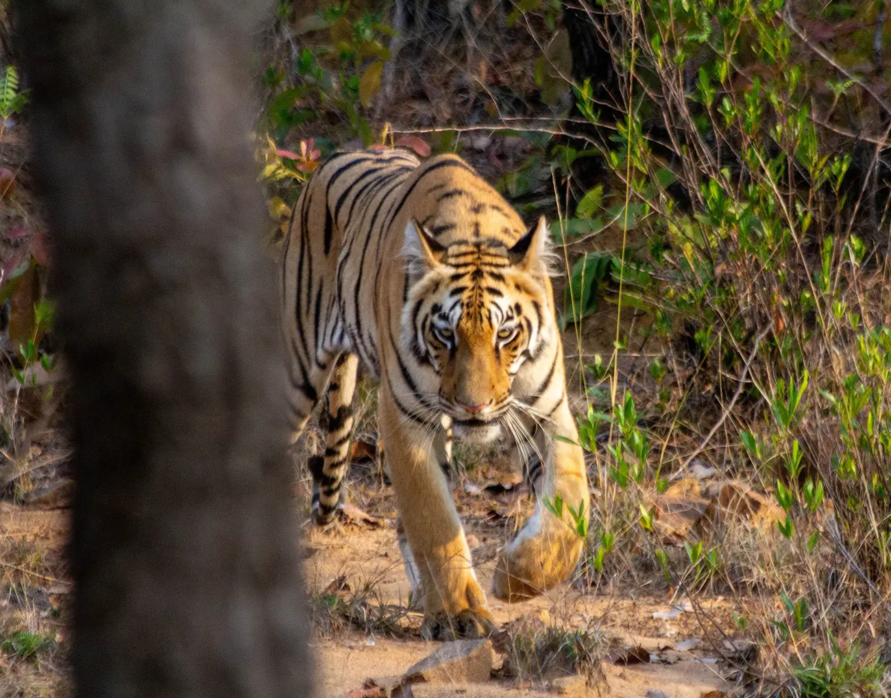 Tiger Safari India