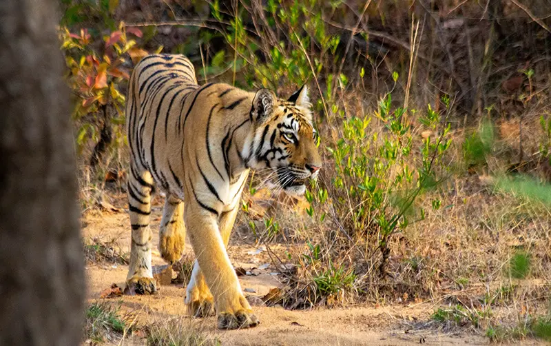 Tiger Safari India