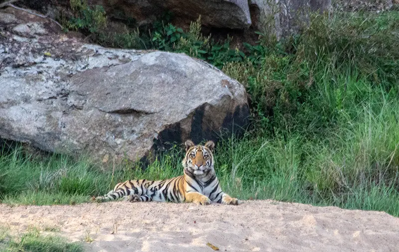 Tiger Safari India