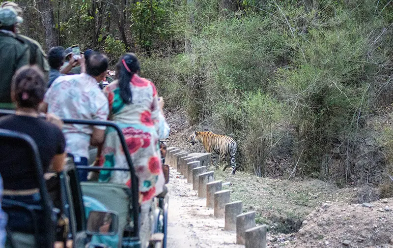 Tiger Safari India