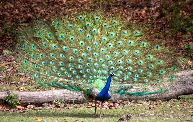 Peacock in Tiger Safari India