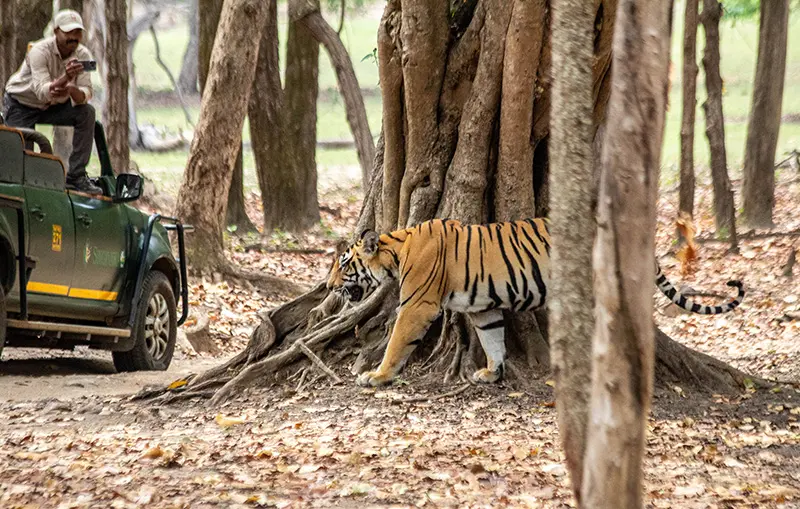 Tiger Safari India