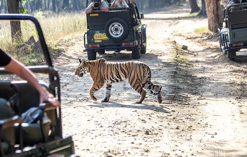 Tiger Safari India