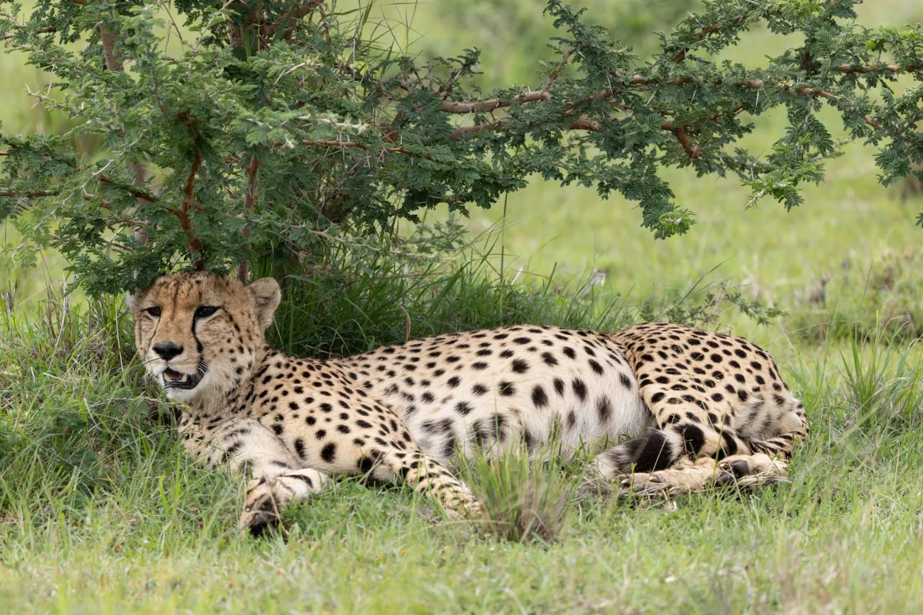 Cheetah
