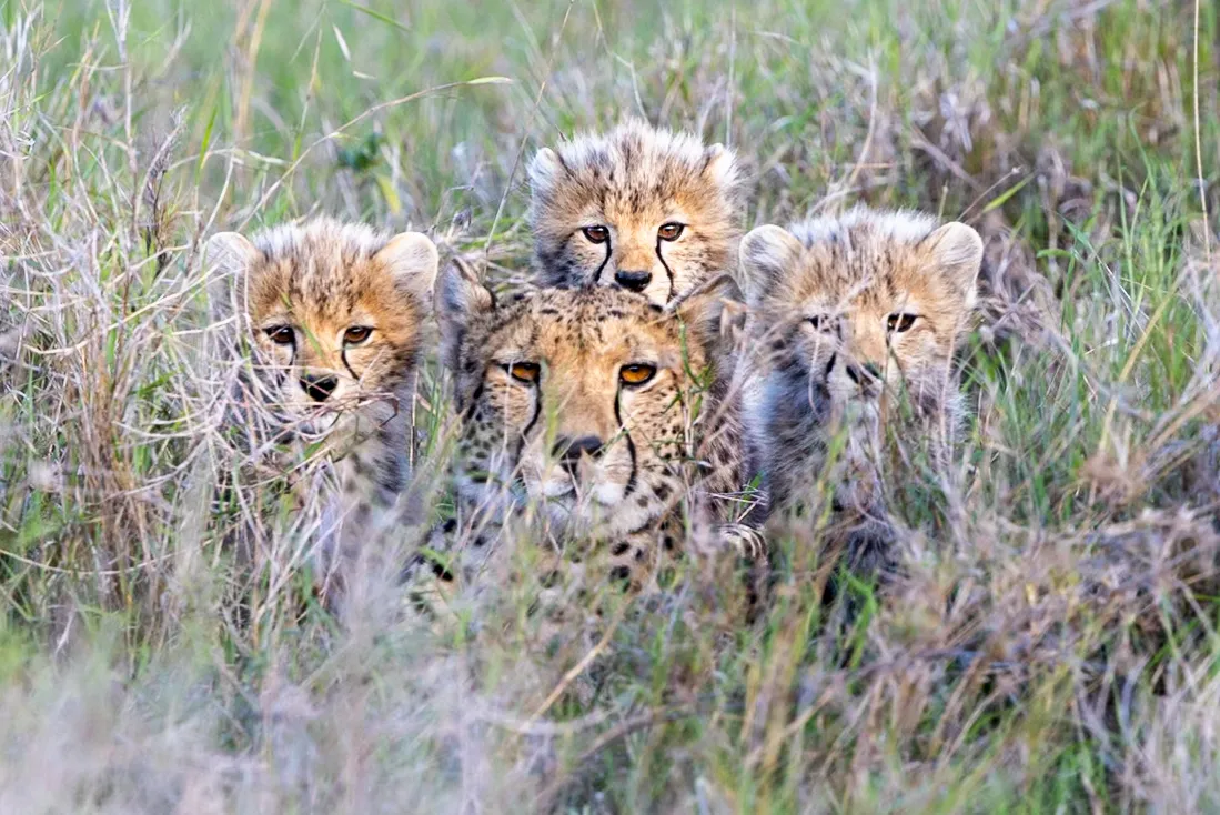 Cheetah family