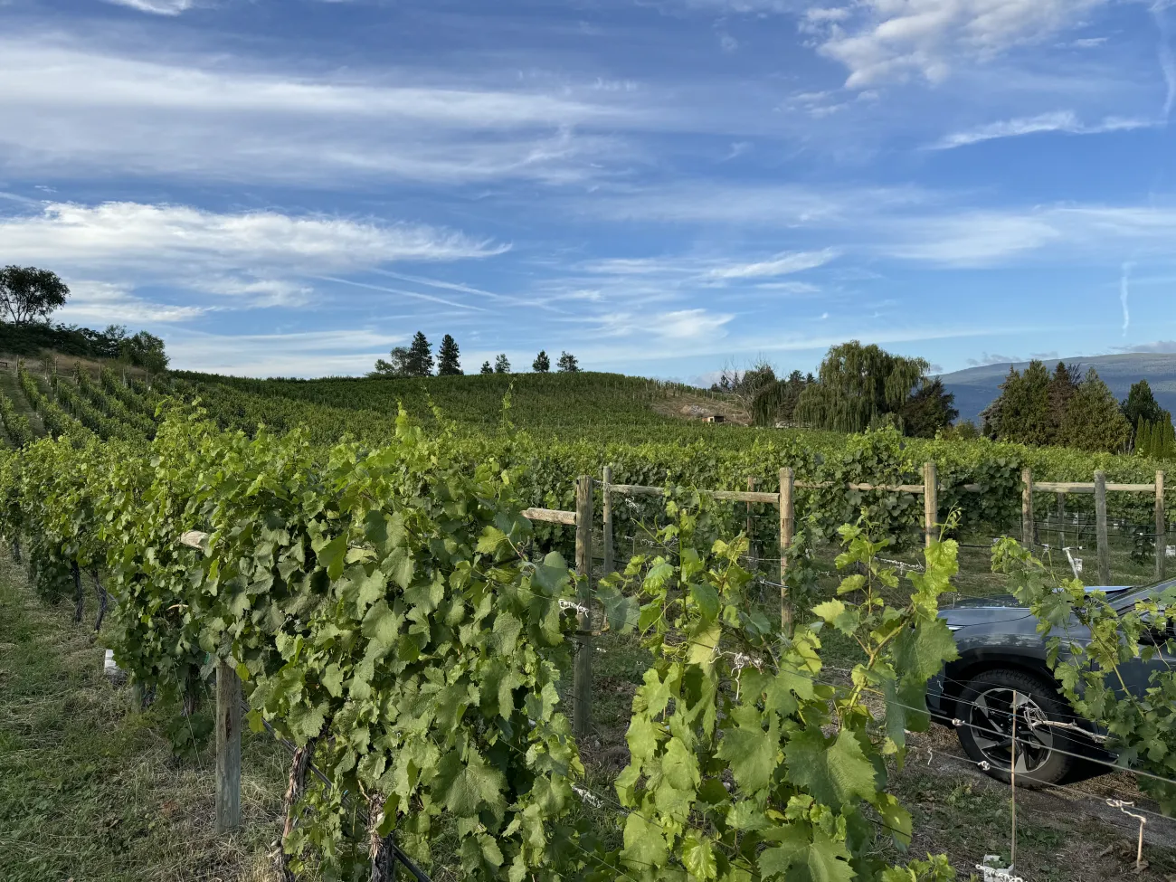 Orchard trees and picnic tables with dry, rugged Okanagan hills in the background