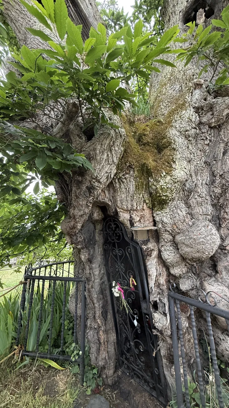 Ancient carved chestnut tree in Baamonde with small iron gate in its trunk