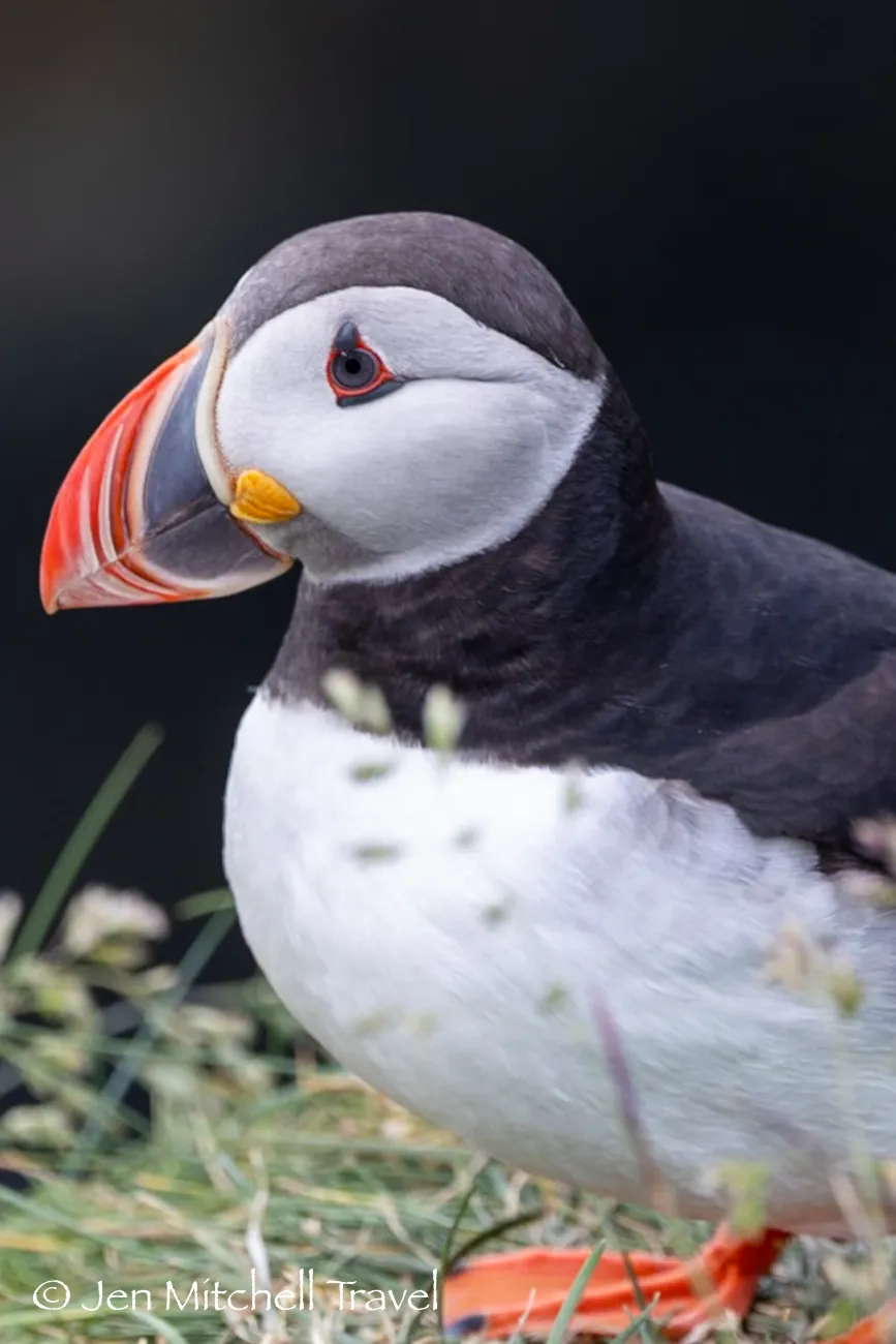 Close-up portrait of an Atlantic puffin with a colorful orange beak and crisp black-and-white plumage against a dark blurred background.