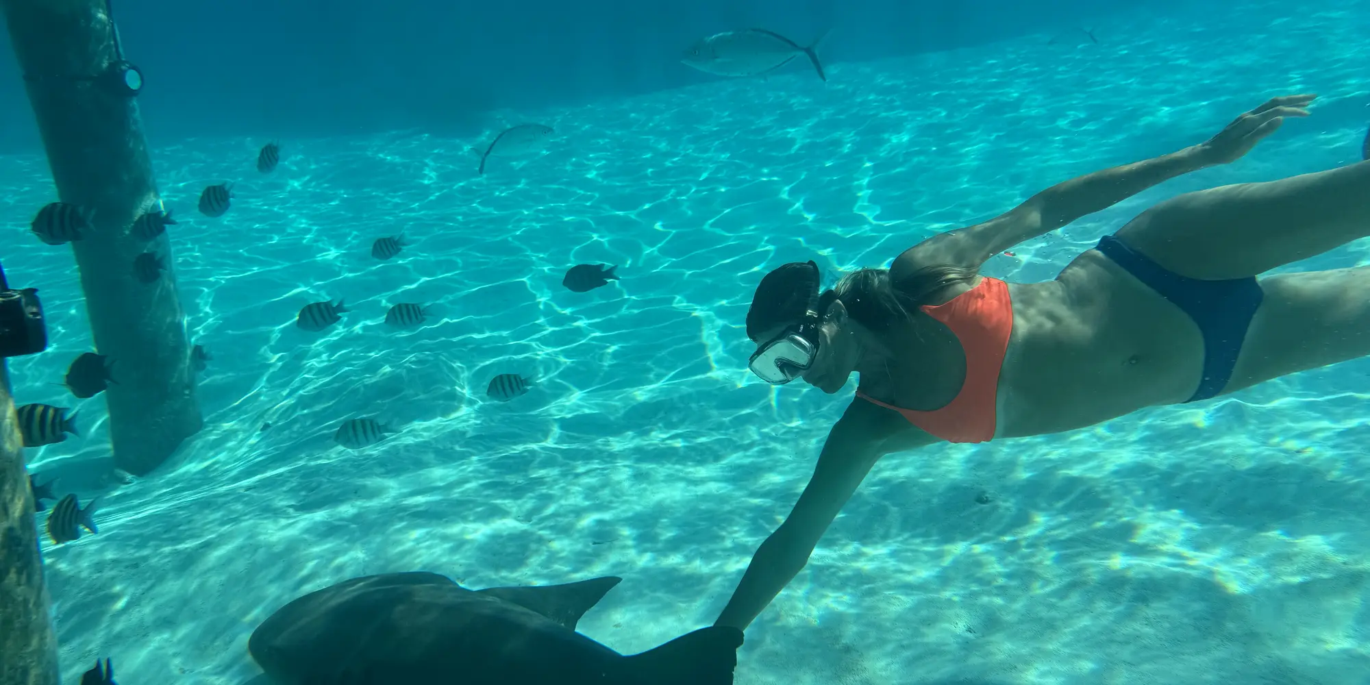 snorkeling exumas bahamas shark