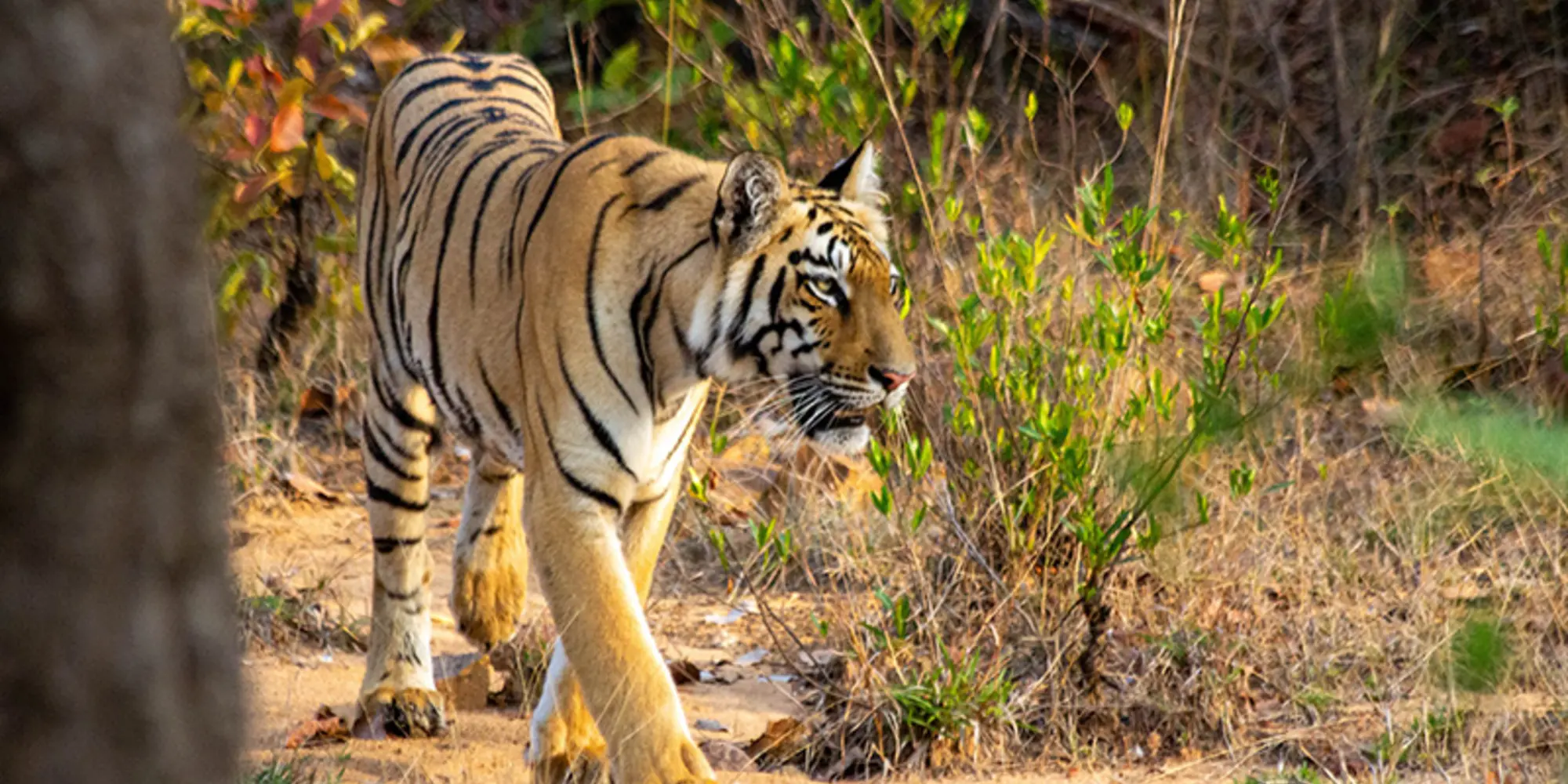 Tiger Safari India