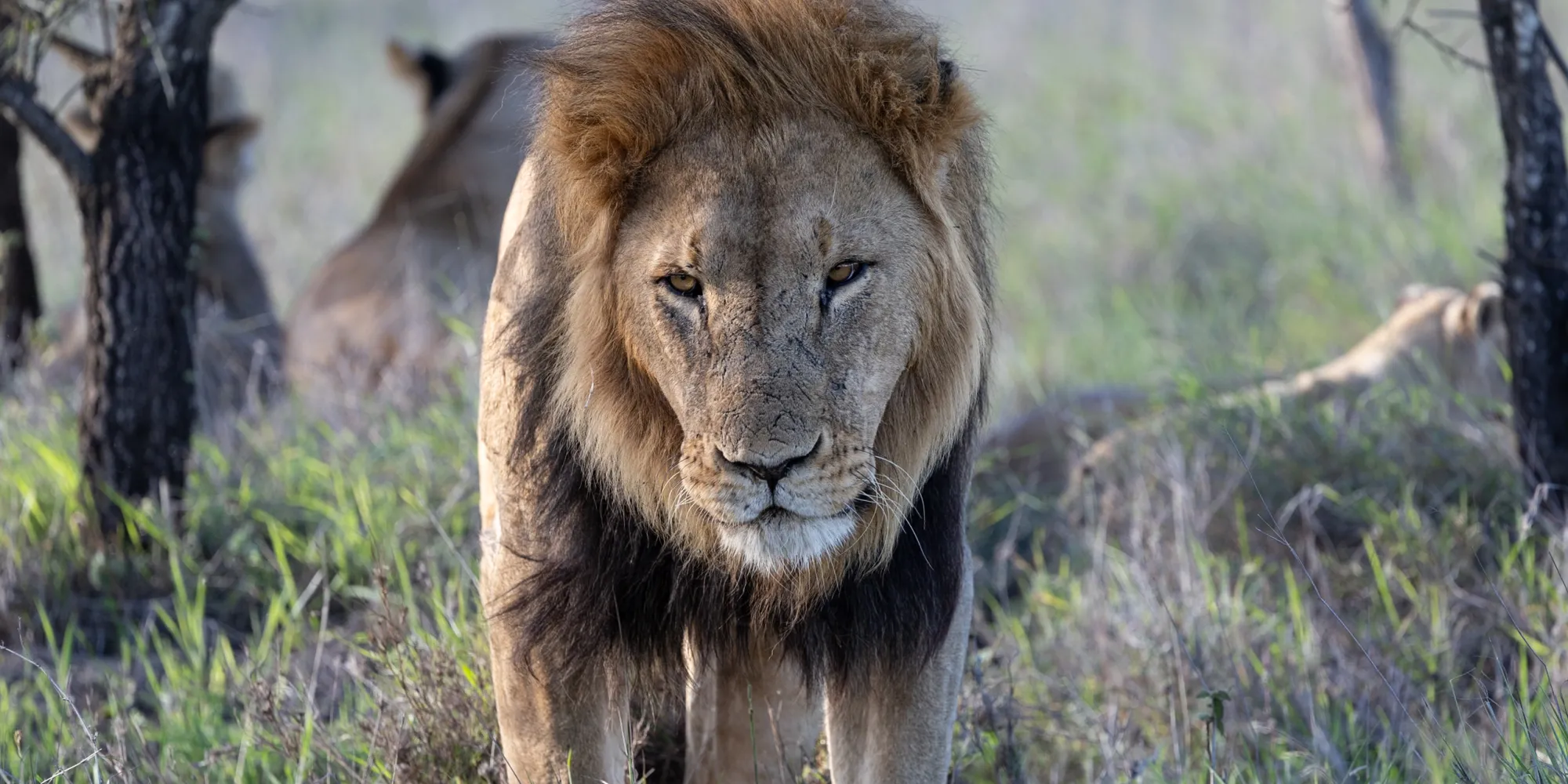 Lion Kenya