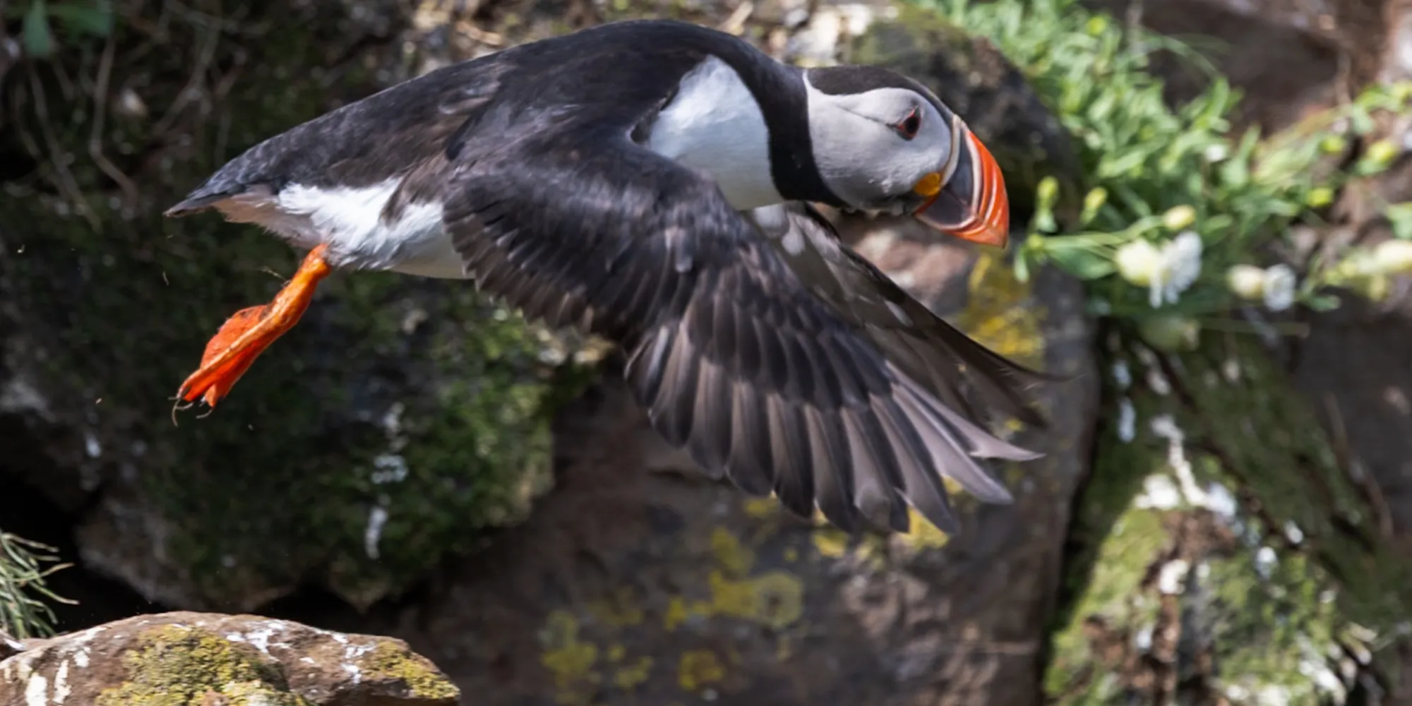 Atlantic puffin captured mid-flight above a rocky, moss-covered cliff, its orange feet tucked back and wings spread as it leaves the ledge.