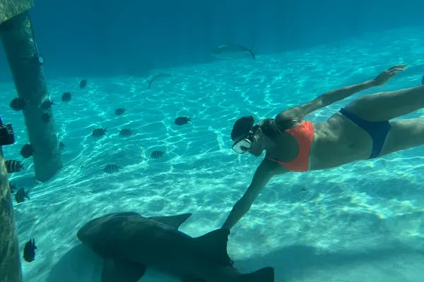 snorkeling exumas bahamas shark