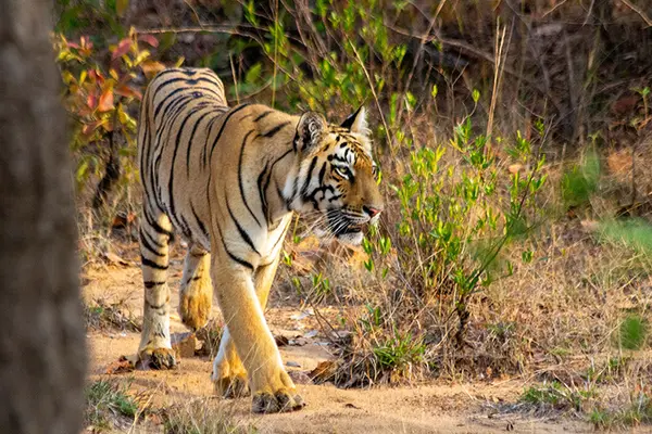 Tiger Safari India