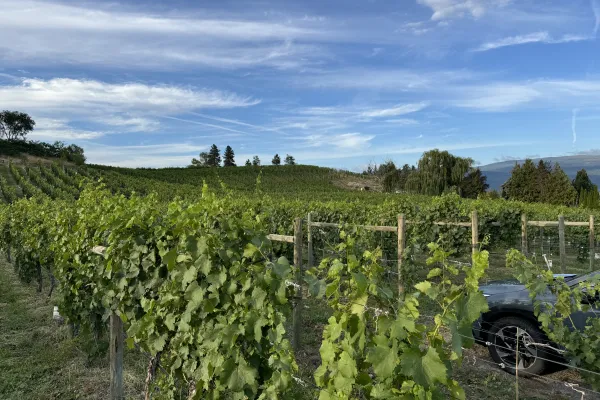 Orchard trees and picnic tables with dry, rugged Okanagan hills in the background